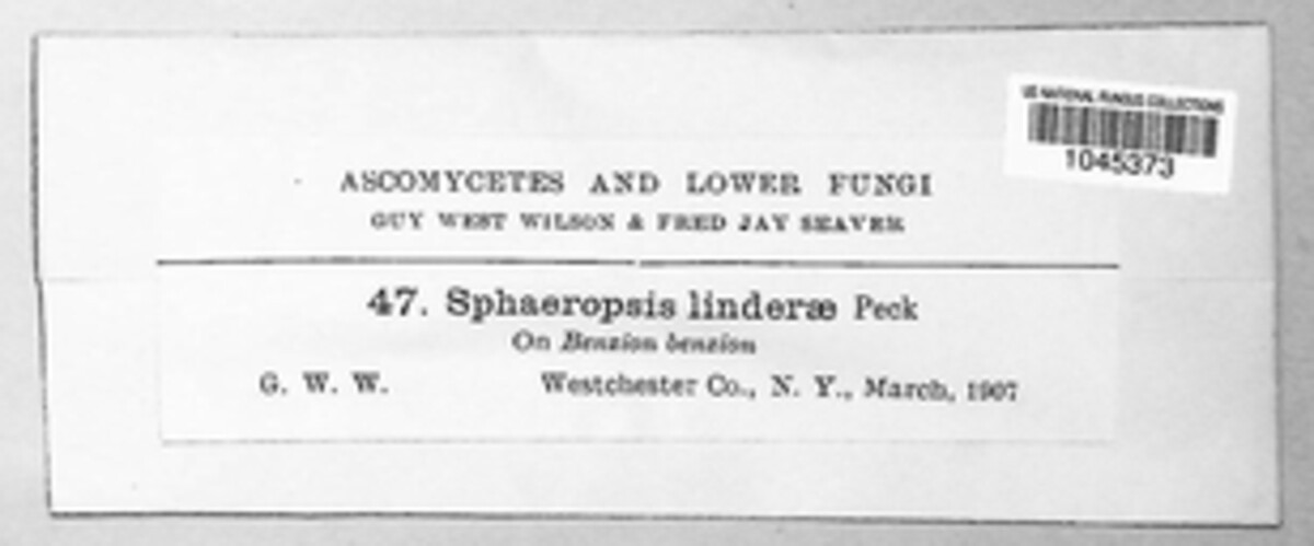 Aplosporella linderae image